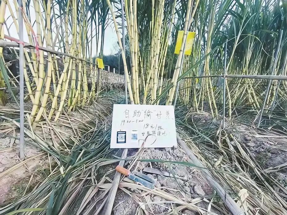 浙江一“可偷甘蔗地”成打卡点，上百网友深夜体验
近日，浙江绍兴一块“可偷甘蔗地”