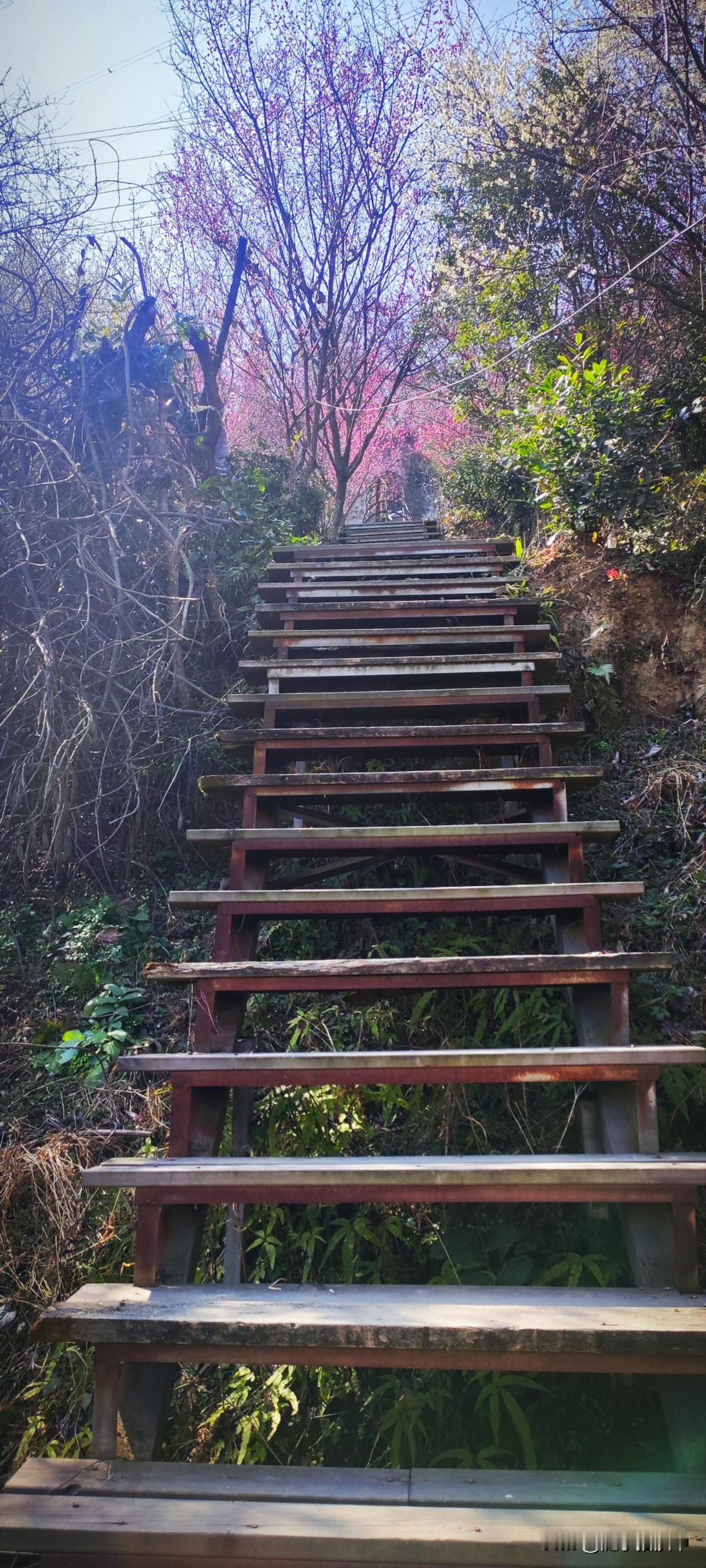 冬日生活打卡季友人带着专程来看梅花。依山势而建的步道贯穿了整个梅林，拾阶而上上一