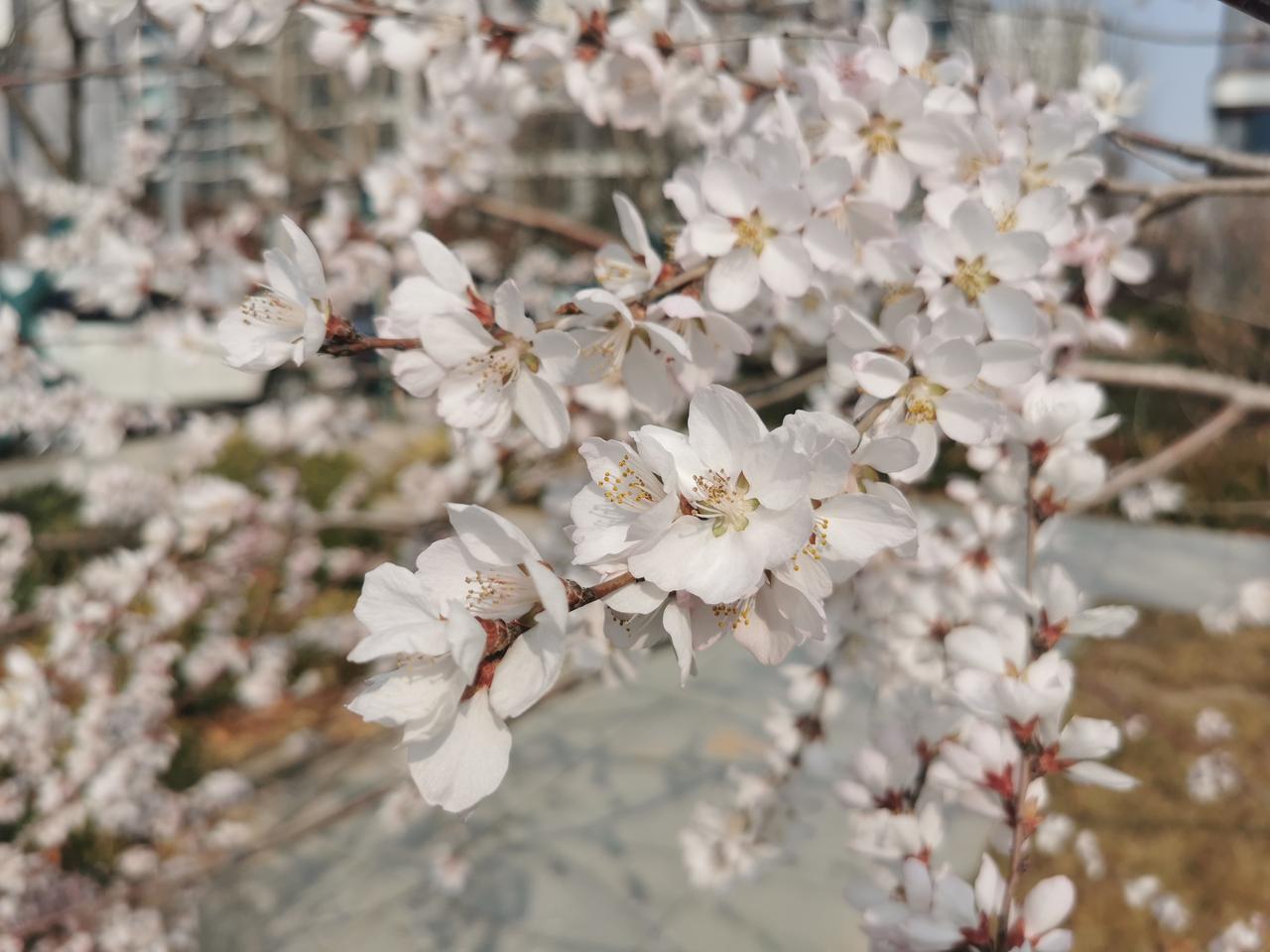 春天的脚步挡不住，国际庄已经开始鲜花盛开，未来将是一片花的海洋。热烈的春天就要来