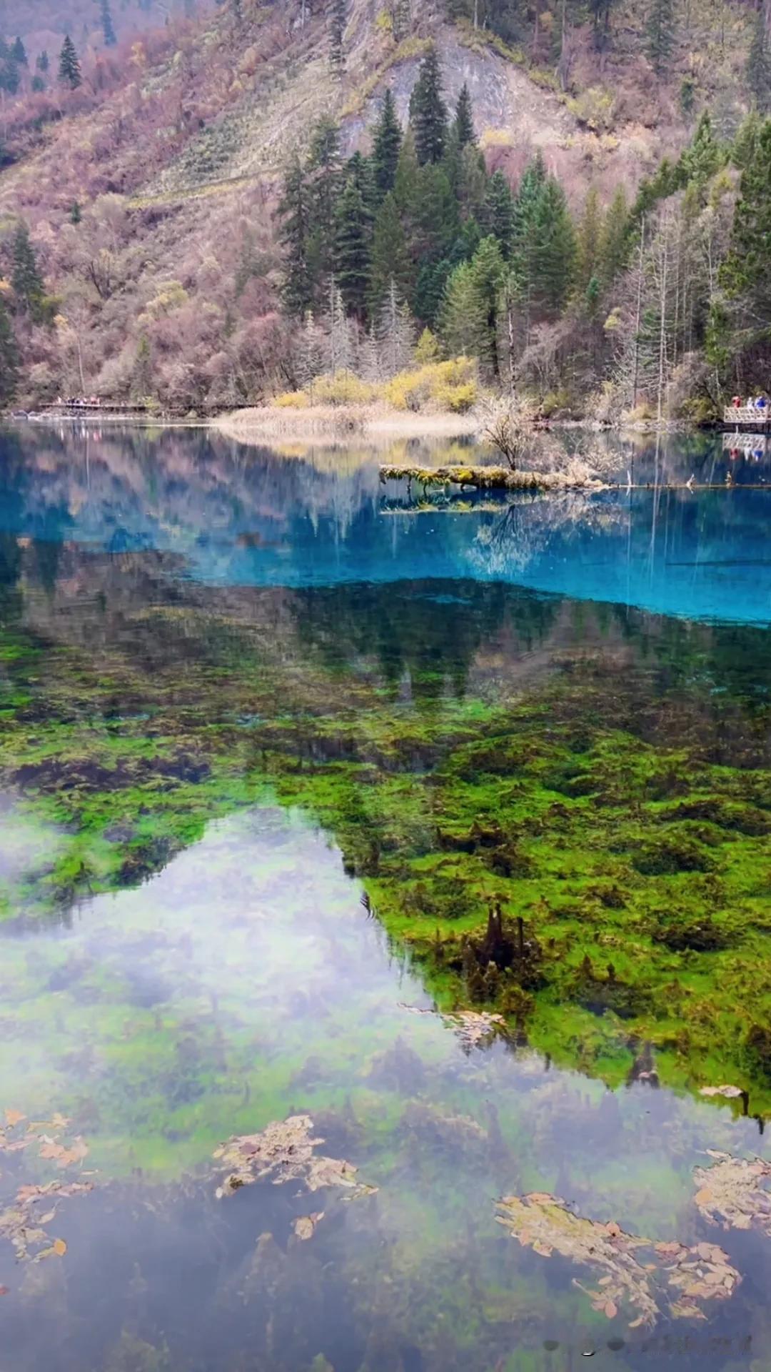 #随手拍的风景照片#九寨沟清晨的风景，水清清很美。