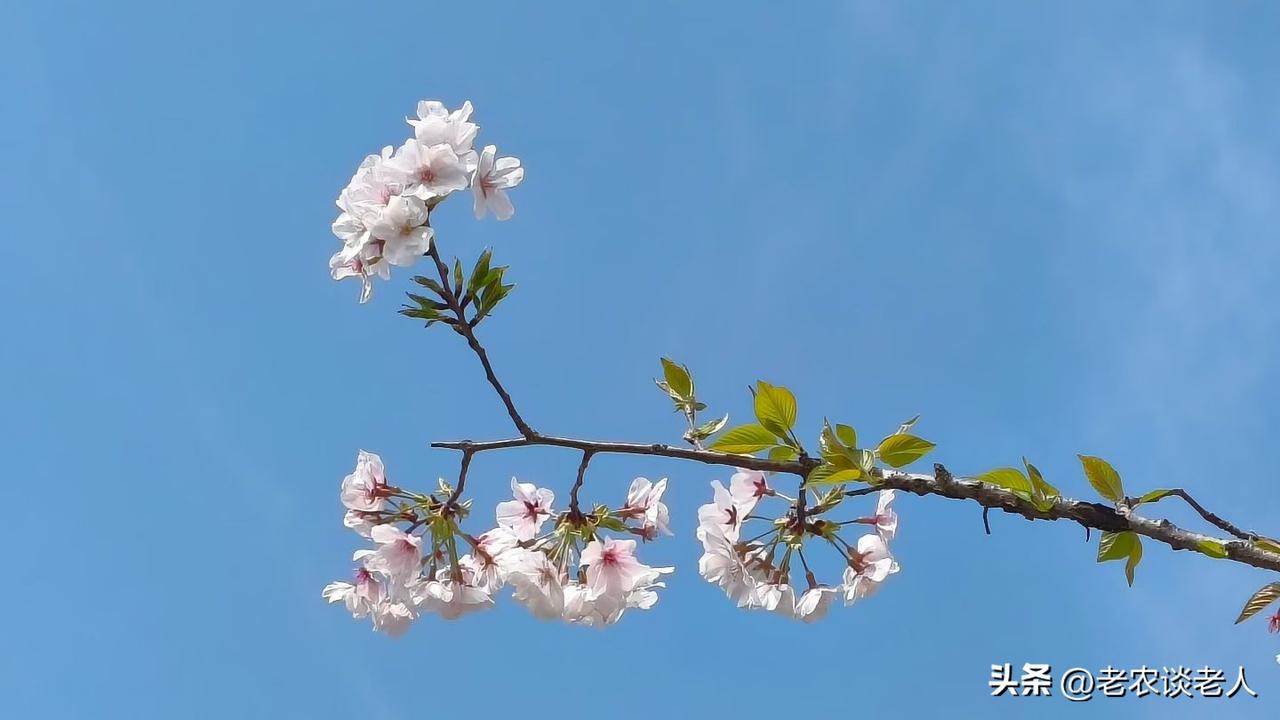如何传承清明传统祭扫文化？

清明，是二十四节气中最富情感色彩的一个。它不似春节