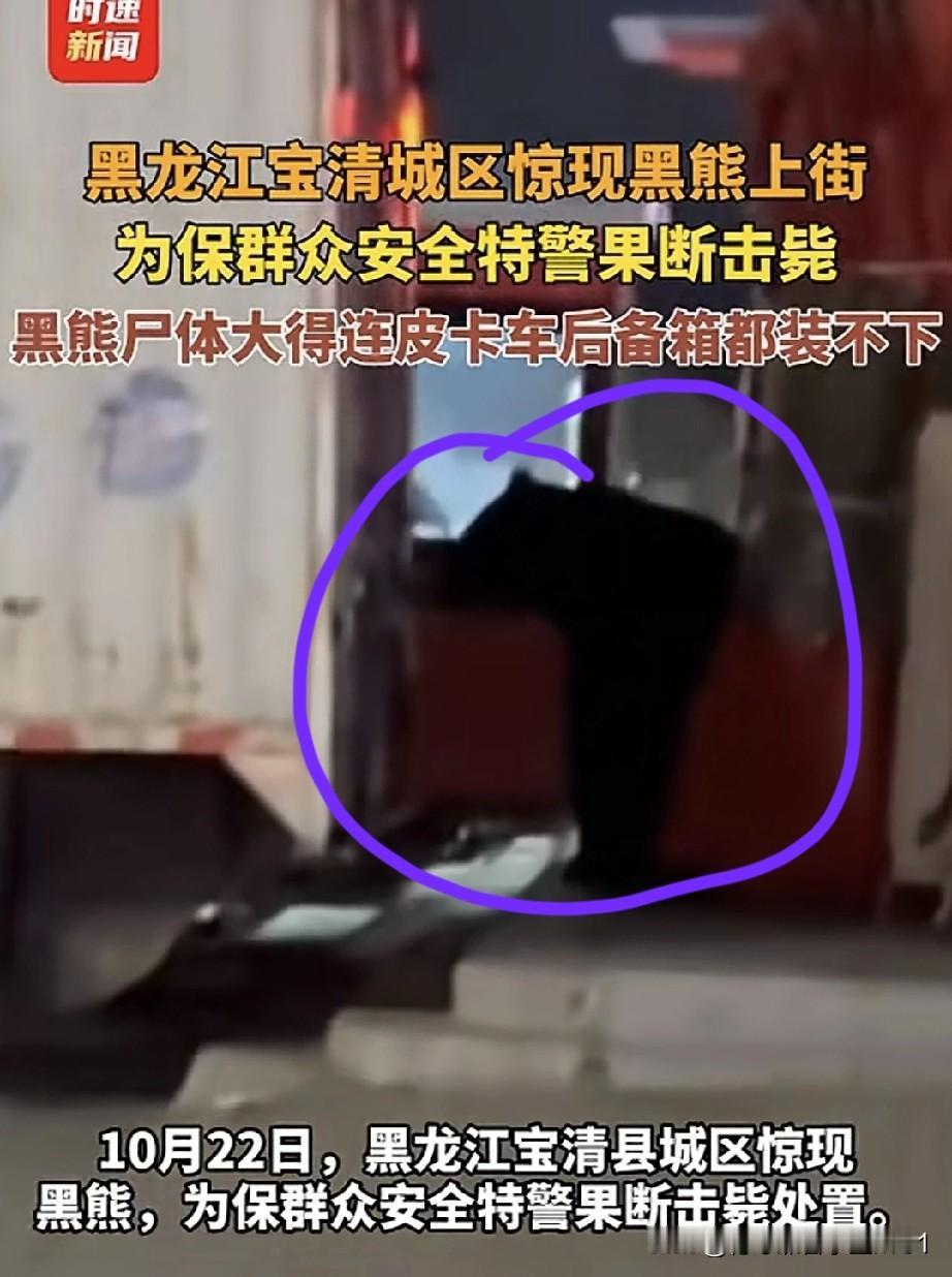 黑龙江某县城里，一只熊瞎子闯入人类生活区，辗转来到学校附近。当时临近两所学校放学