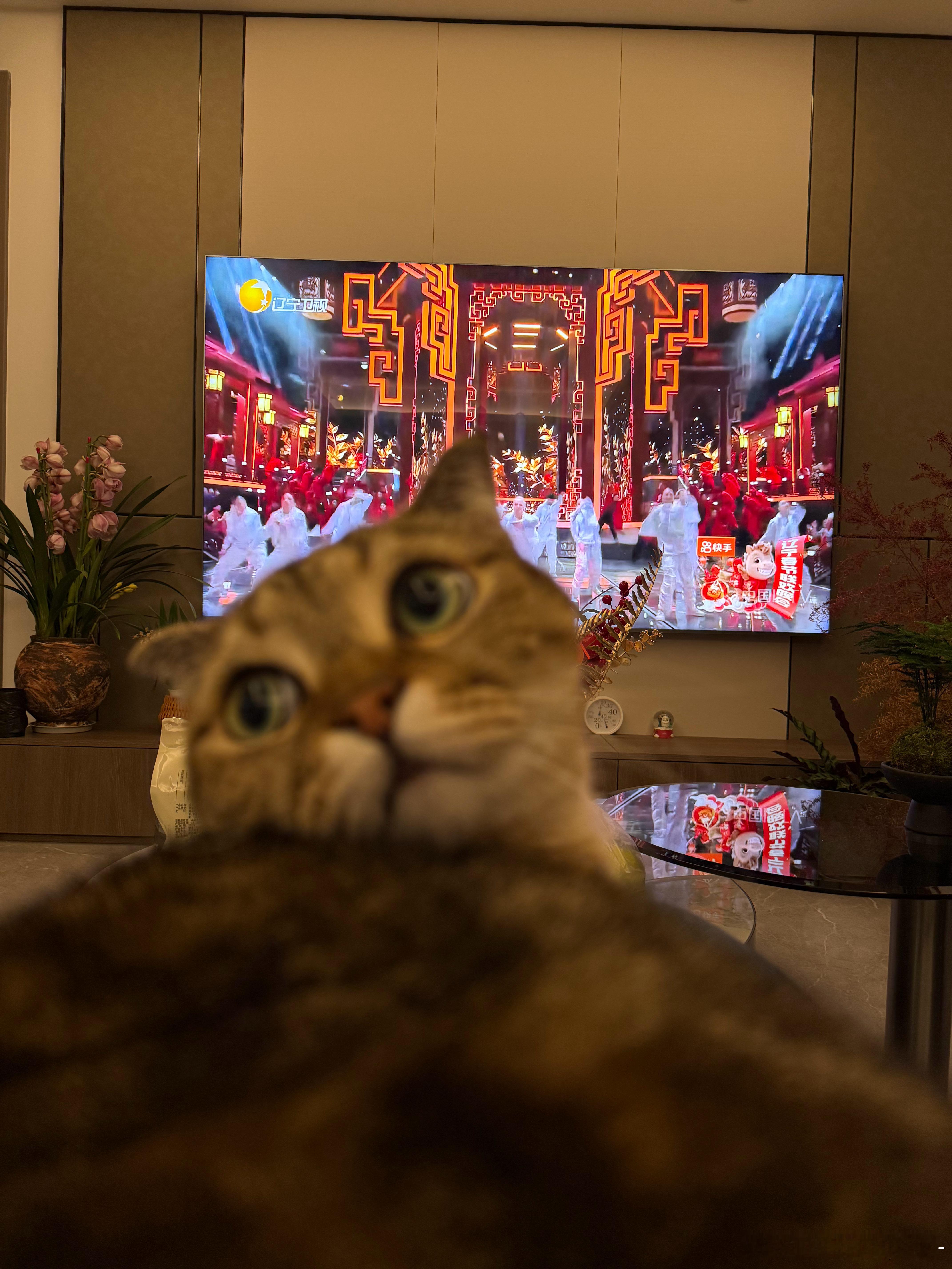 辽宁卫视春晚有多少筒子看，说实话每年觉得这个比明晚的那个更热闹点~