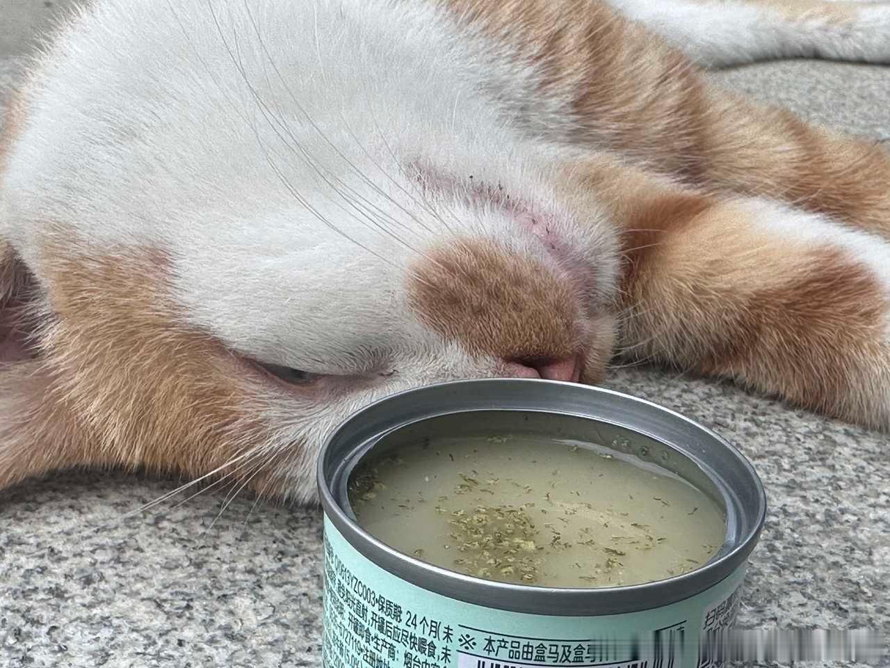 49175【丑猫】学校里的猫，大中午坐无坐相，睡无睡样(｡・`ω´･)这样是要被