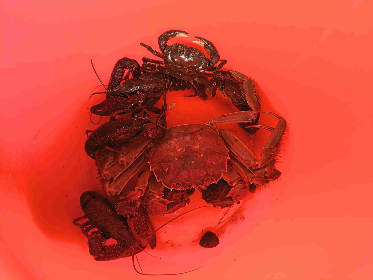 我是22年11月份退休的，按理说，明年这个时候，也会领到中人的10%补差钱，至于