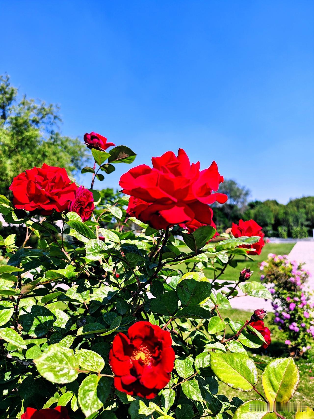 夏日花园里的艳丽红月季，阳光洒满的美丽瞬间。🌹🌞