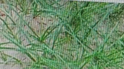 你能想象吗，野草堆里竟藏着疏肝小能手，它就是薄荷！很多人把它当杂草忽略了。
薄荷