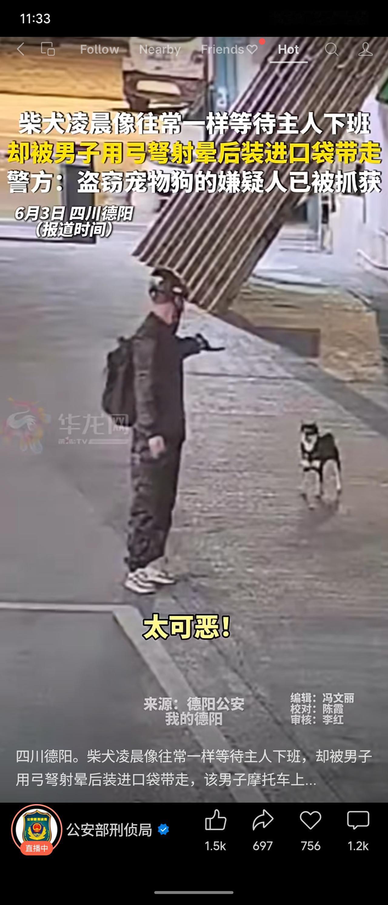 四川德阳，一只柴犬凌晨如常等待主人下班，却被一男子用弓弩射晕后装进口袋带走。狗主