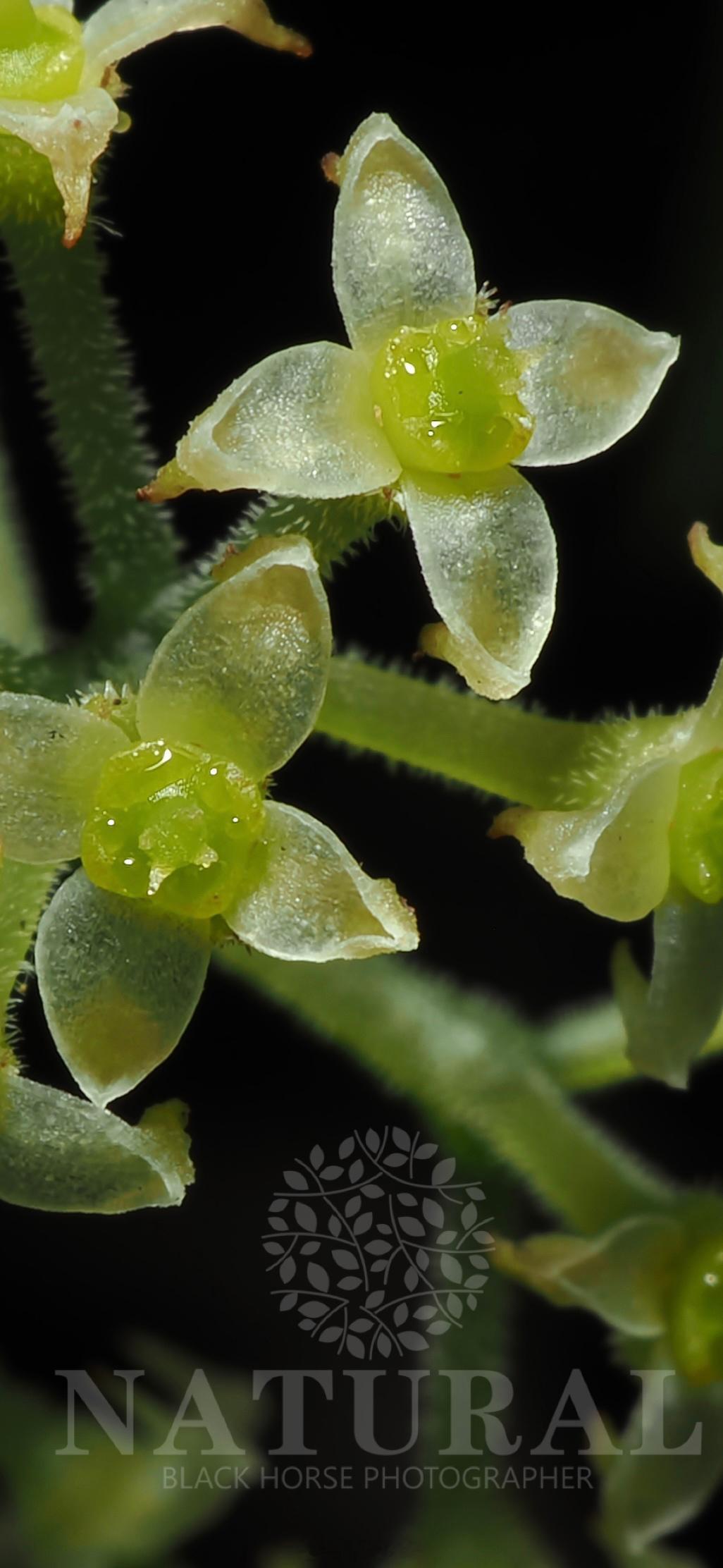 三叶崖爬藤 Tetrastigma hemsleyanum  葡萄科   崖爬藤