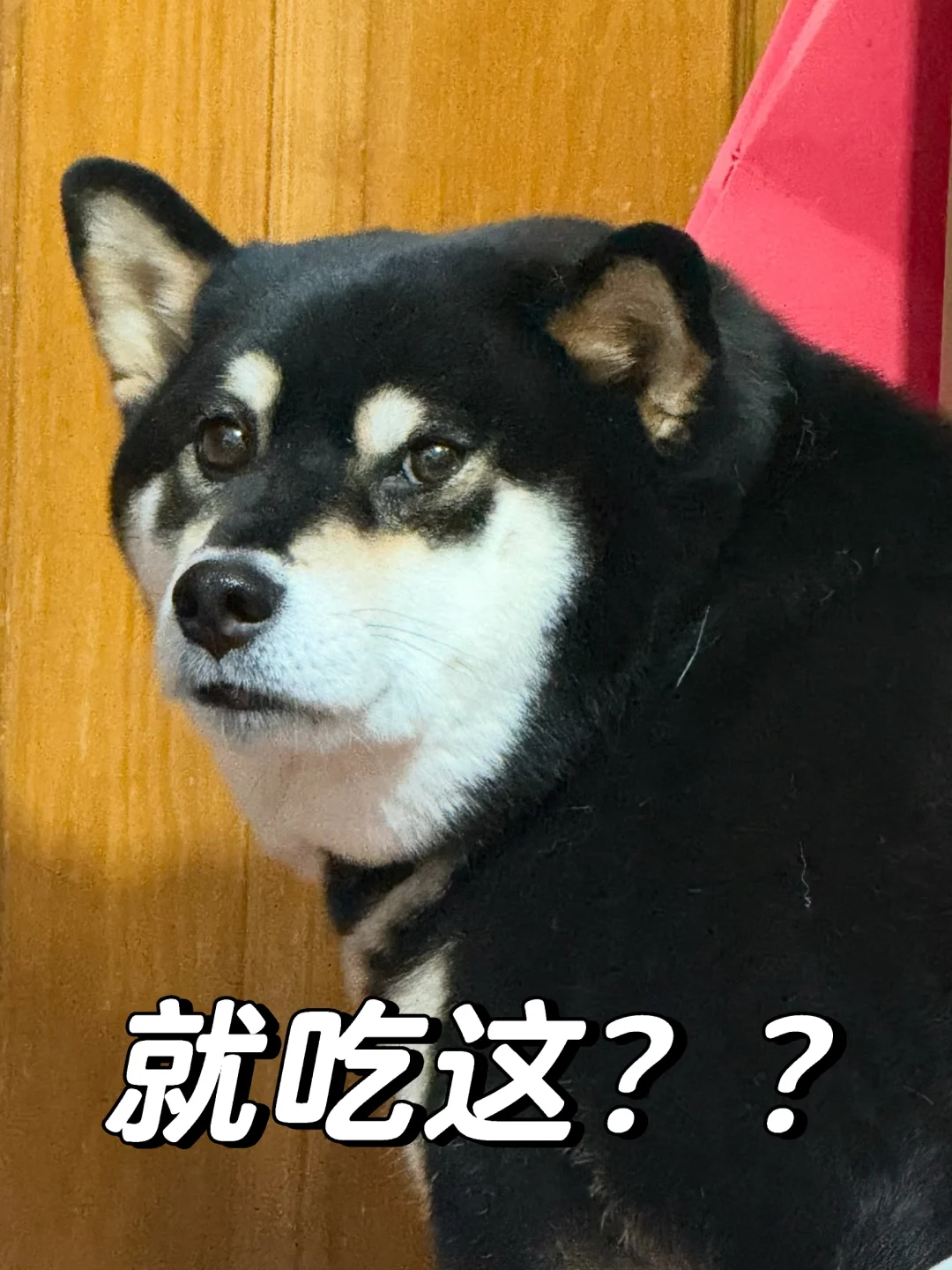 小狗吃不饱也生气，在线垮脸