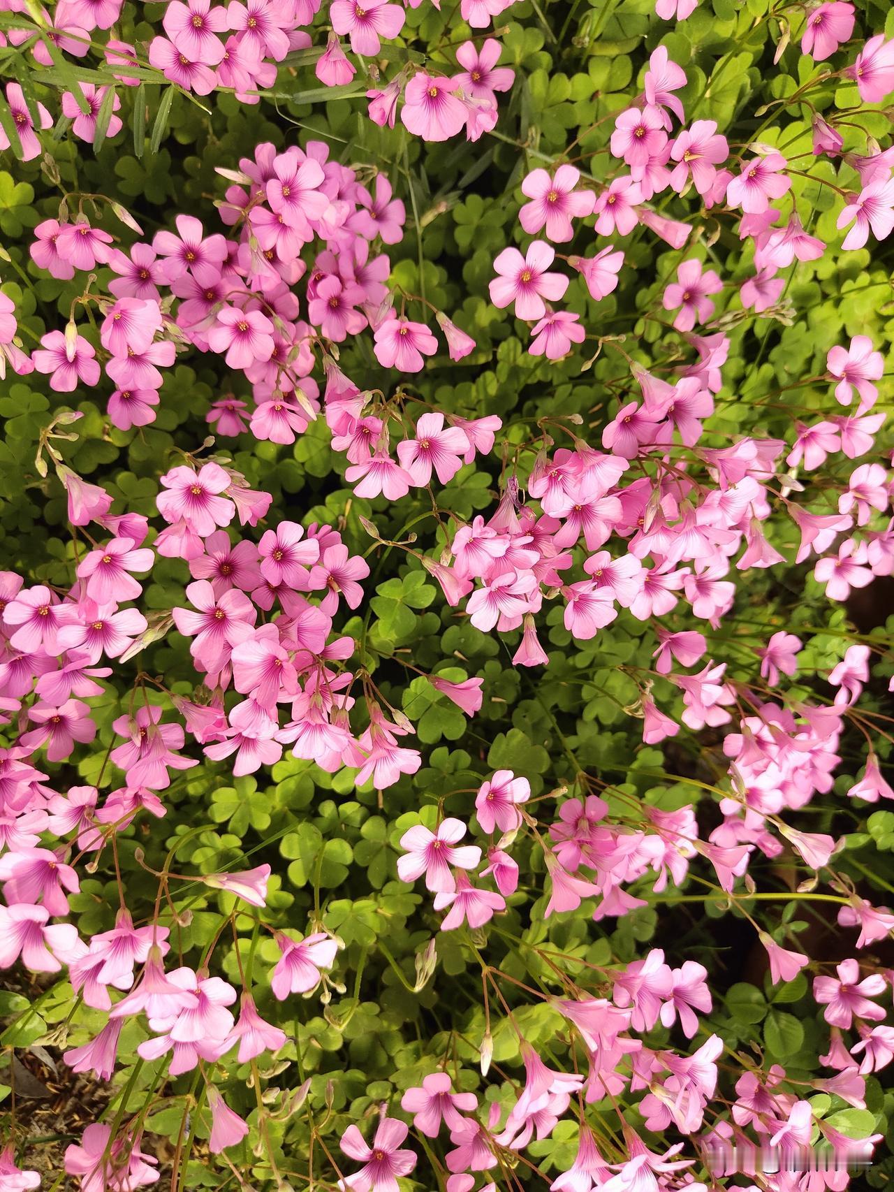 春日生活打卡季春末夏初，大部分植物都已经开花结束，这个不起眼的醡浆草，却鲜花盛开