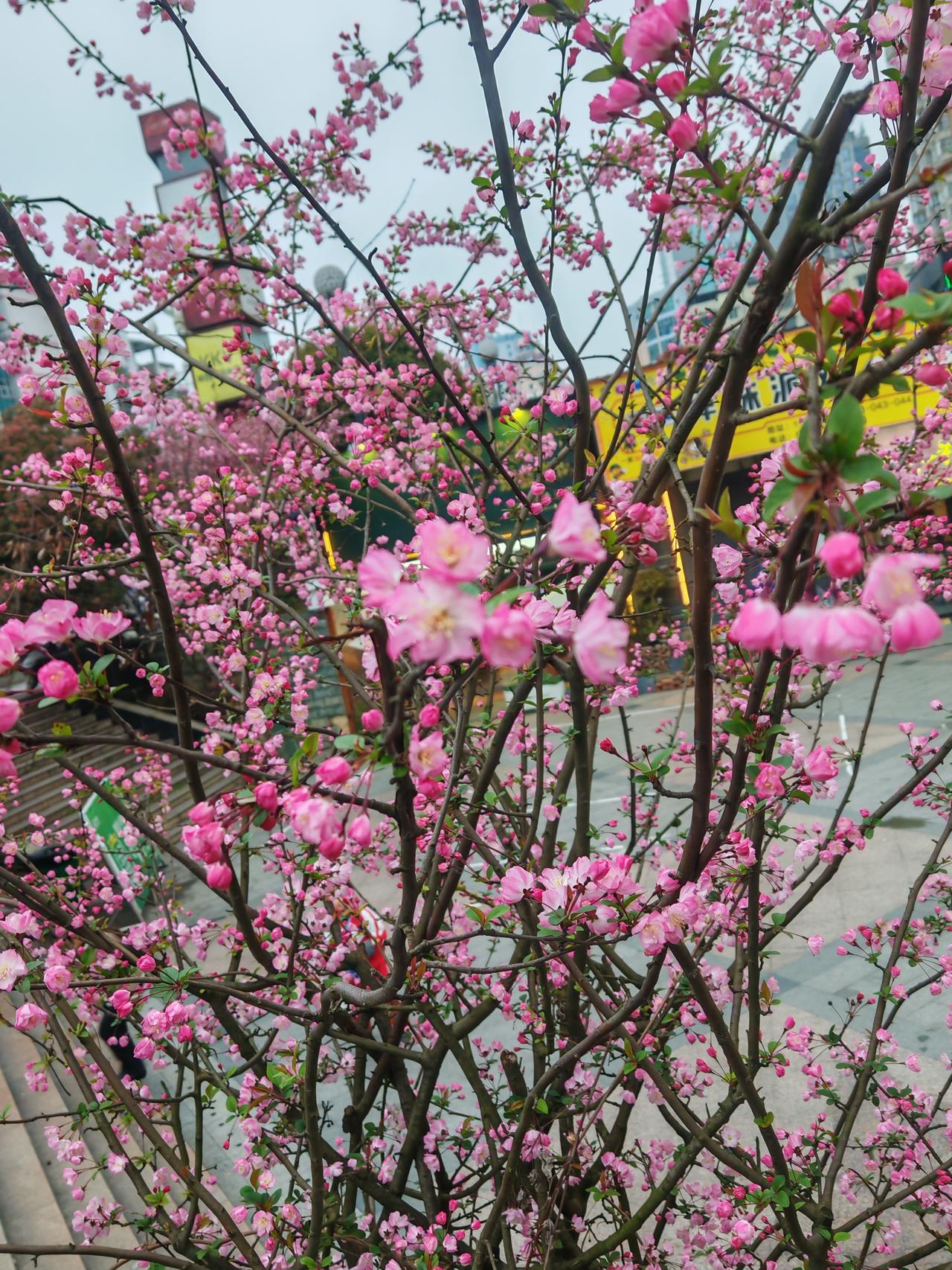 今年春天最想实现的心愿看花看草看春景，一年之计，在于春。