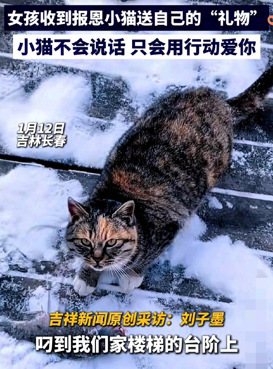 🐱东北流浪猫报恩送鱼，这才是双向奔赴的浪漫
 
在长春零下二十度的雪地里，一只