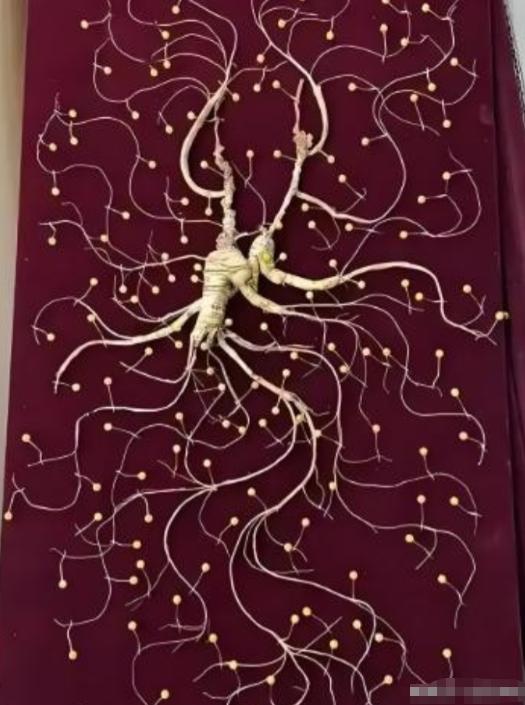 [中国赞]1981年，一颗重量超过七两，价值超过200万的野生老山参在东北被挖出