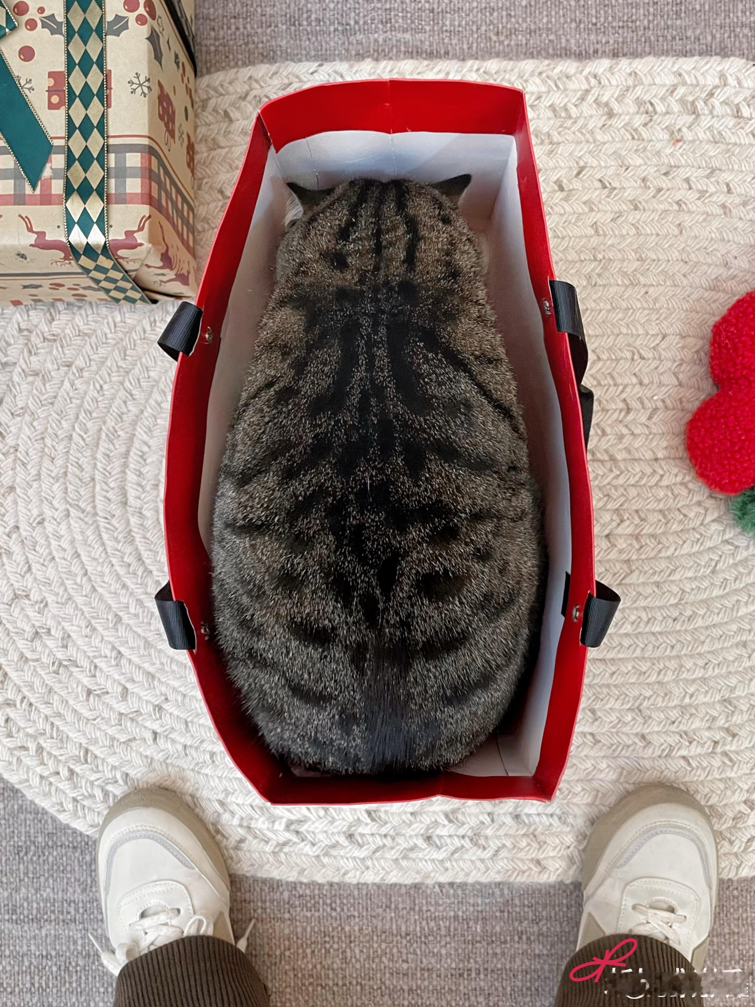 过年提这袋海参回家够排面吗？🤔晒出我的新年送礼好物清单