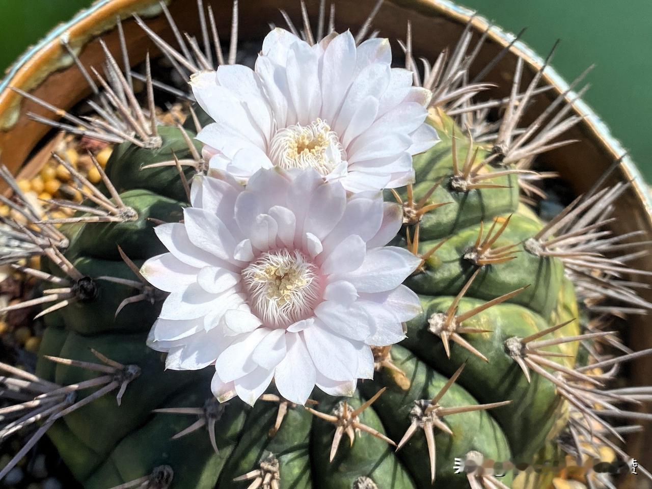 图1是勇敢丸仙人球开花，花开成双，仙气飘飘。
图2是蓬莱宫仙人球开花，小红花天天