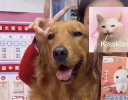 最近广东深圳的吴女士可真是体验了一把什么叫“人生处处有惊喜”——她出门遛狗时一脚