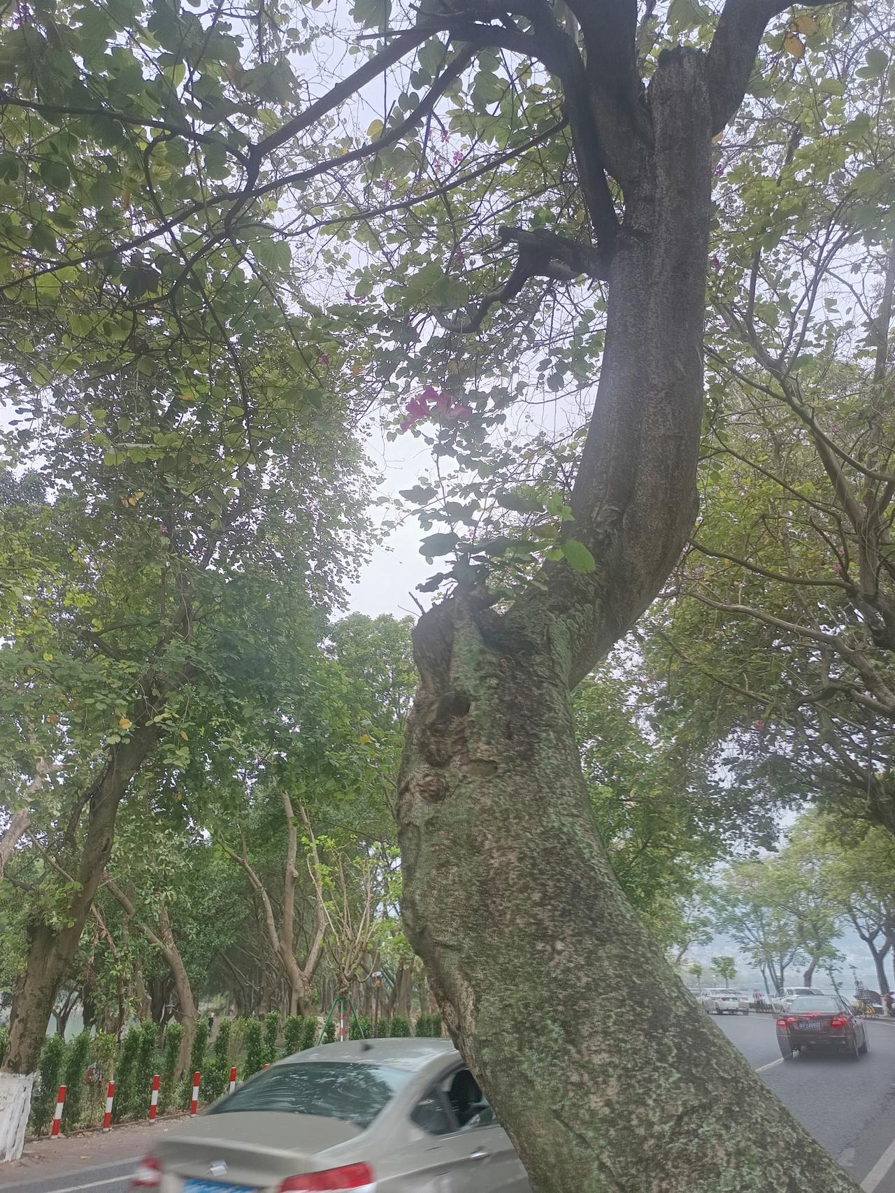 你敢相信吗？这个就是紫荆花
它可以在树干上生长出来。
现在的季节正是开花的时候