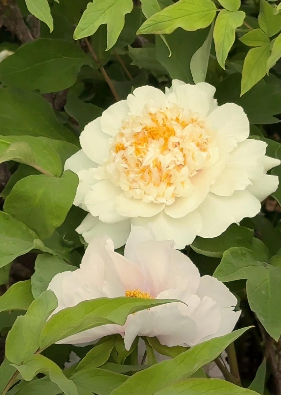 谁有花草照片，可以晒下吗牡丹，你把美丽带给人间～