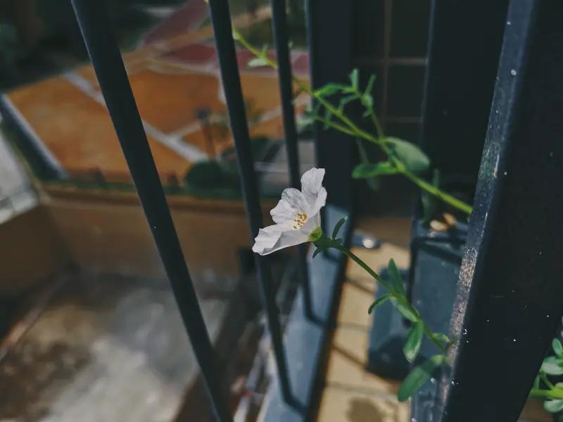 最近我家阳台的花草那是各有各的状态。那盆绿萝，藤蔓疯长，顺着花架都快爬到栏杆上了
