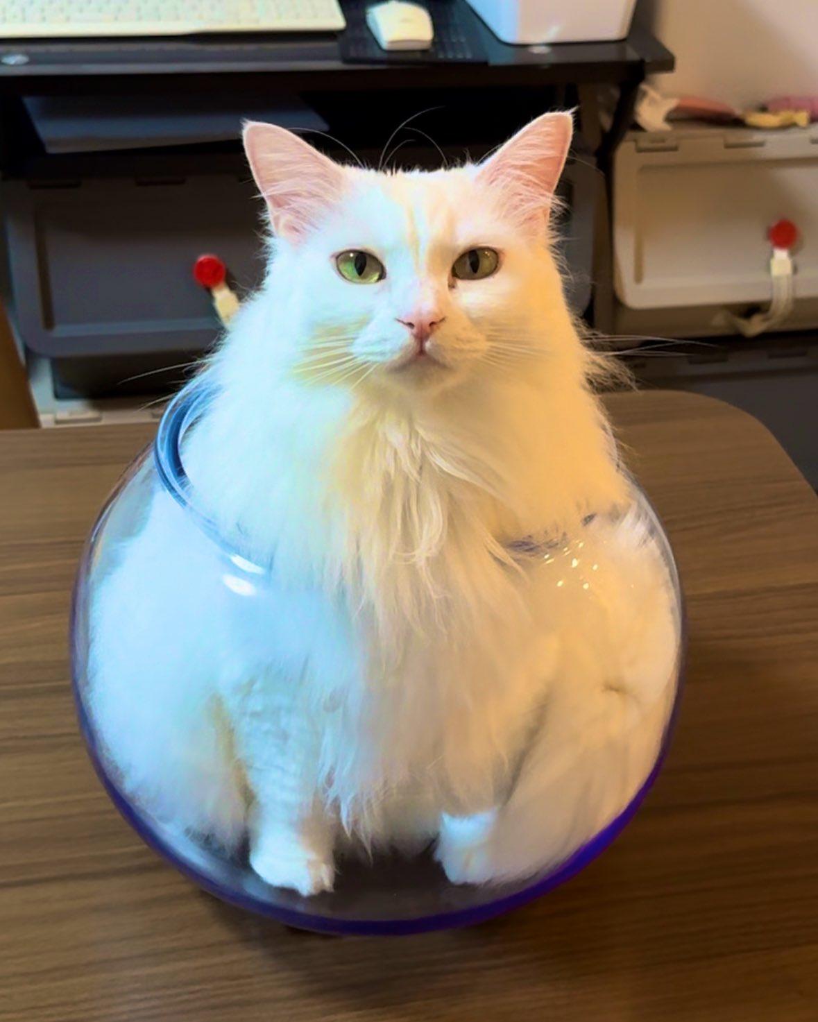 猫咪果然是液体做的！日本一名饲主经常在推特分享自家爱猫「雪之丞」的逗趣日常，雪之