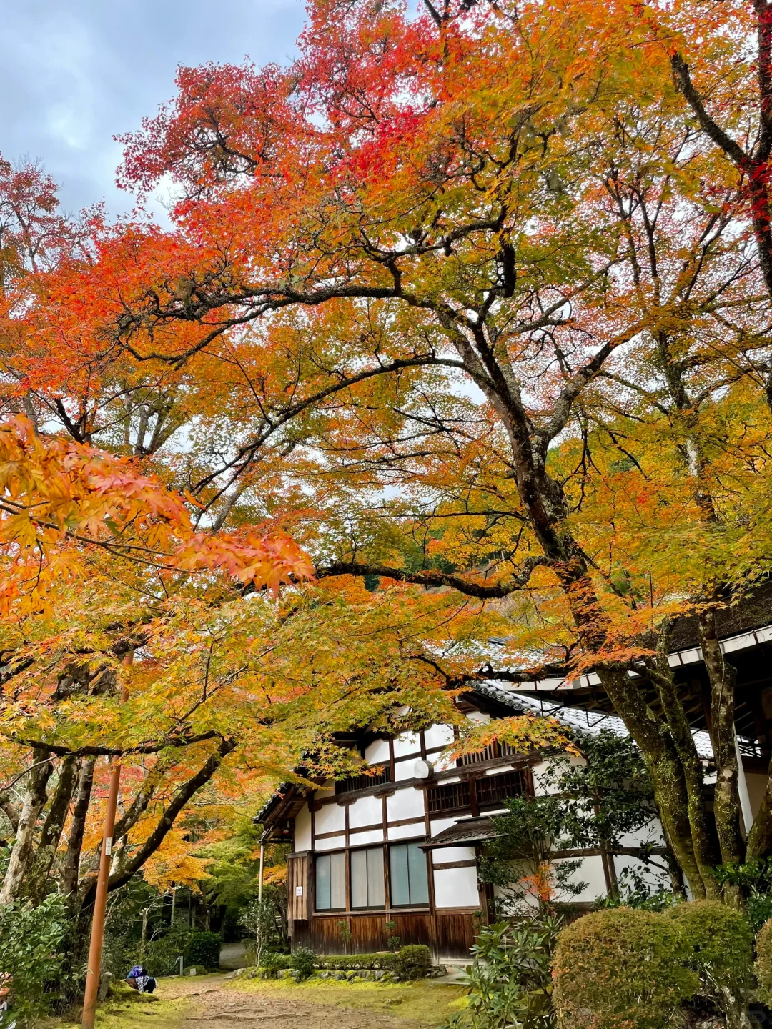 11.17实况！京都看红叶无脑冲高雄！！！！🍁