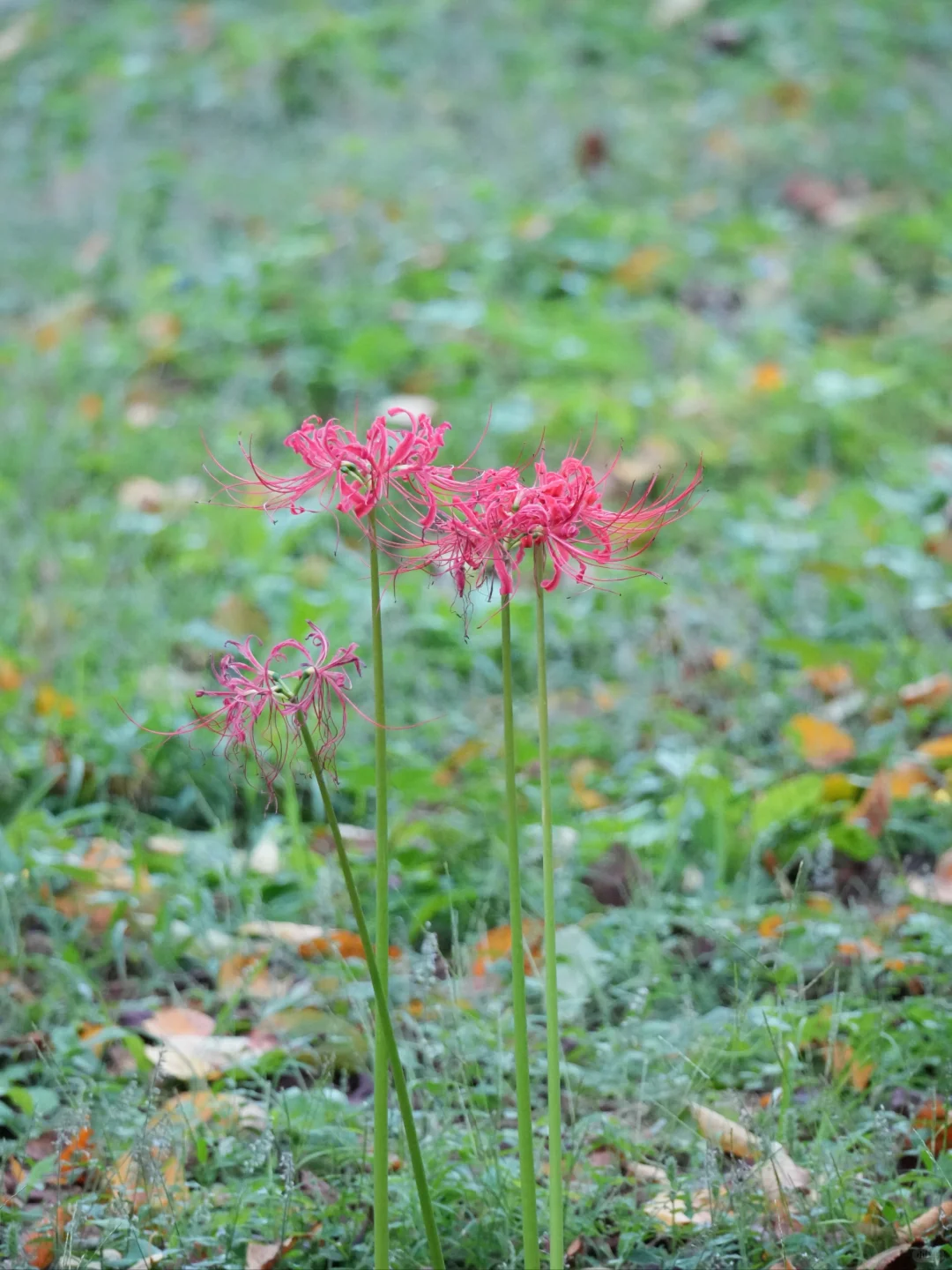 植物笔记487 | 彼岸花开，石蒜的千年传说