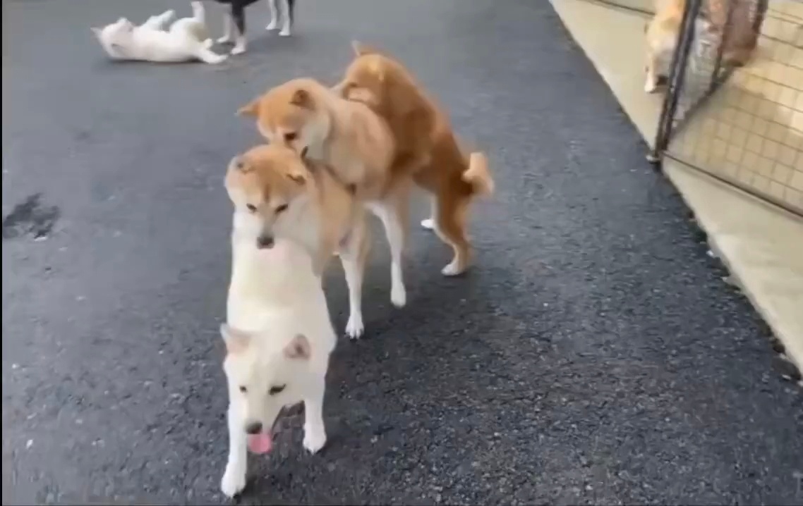 我悟了，我总嘲笑那些百倍数码变焦比拼AI画图的人赛博逗蛐蛐，那我这种放大比极限画