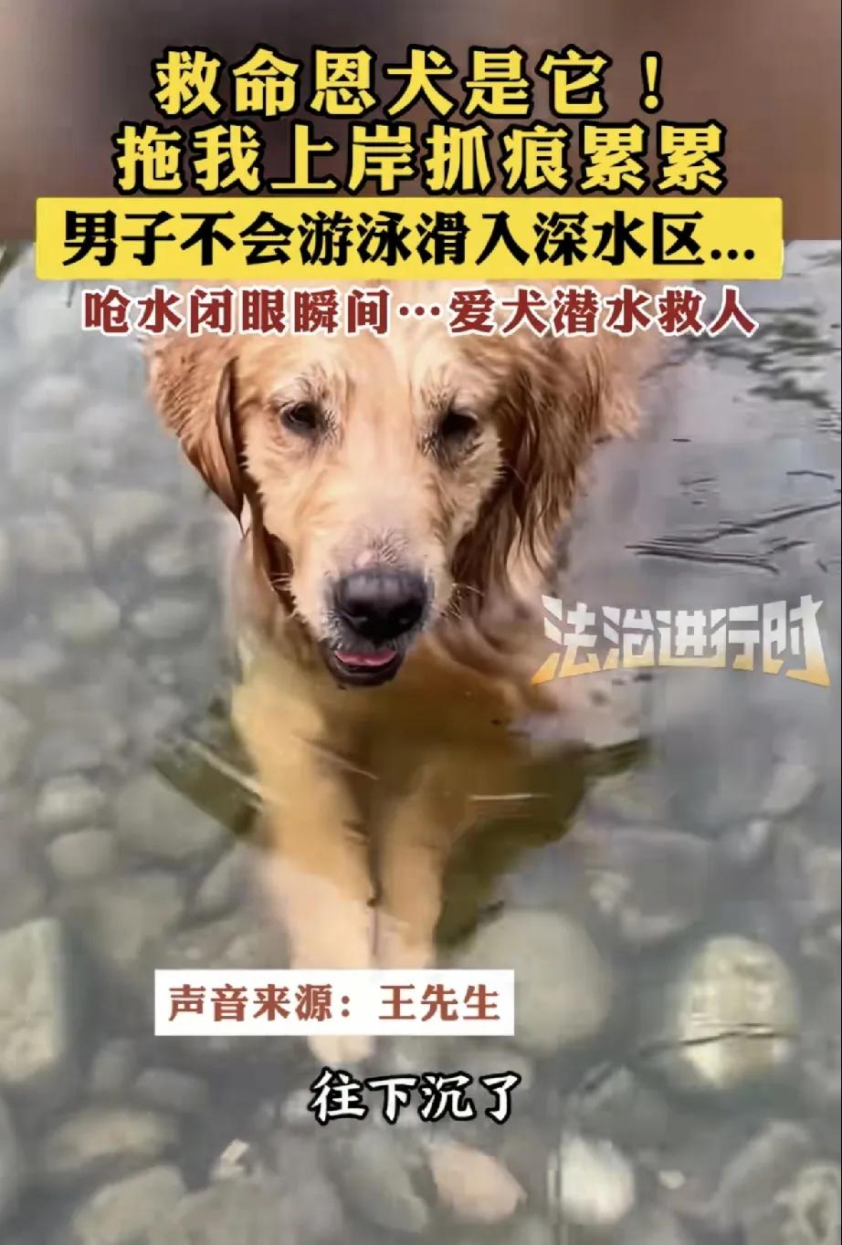 [微风]“太有灵性了！”湖北宜昌，男子在水边遛狗时，不慎踩空落入深水区，挣扎中呛