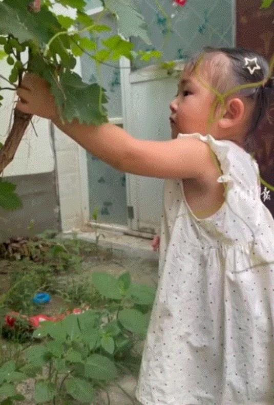 河南周口。回奶奶家的小女孩儿盯上了院子里还没成熟的葡萄，趁家长不注意踮脚揪下一颗