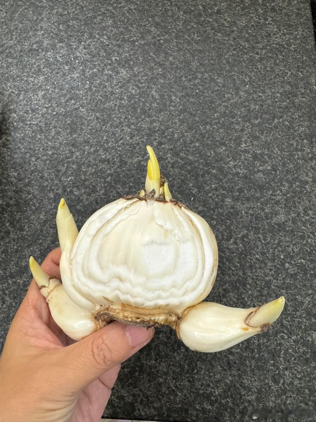 把水仙花雕刻成花孔雀中国手艺人把花养成山水画 案头水仙开成孔雀，根似流水，叶如青