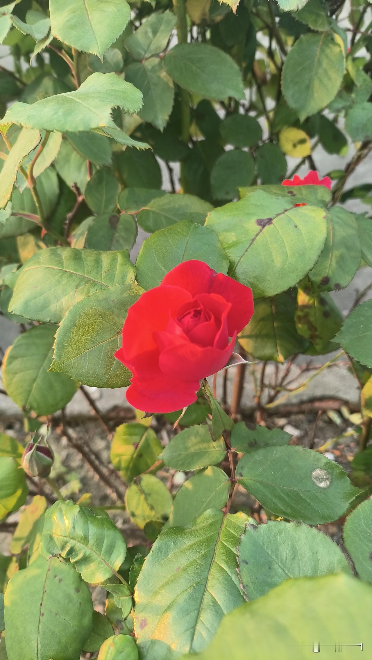 阿玲的儿子青青这个五一终于要结婚了，这60岁的阿玲兴奋得合不拢嘴，终于要成家啦！