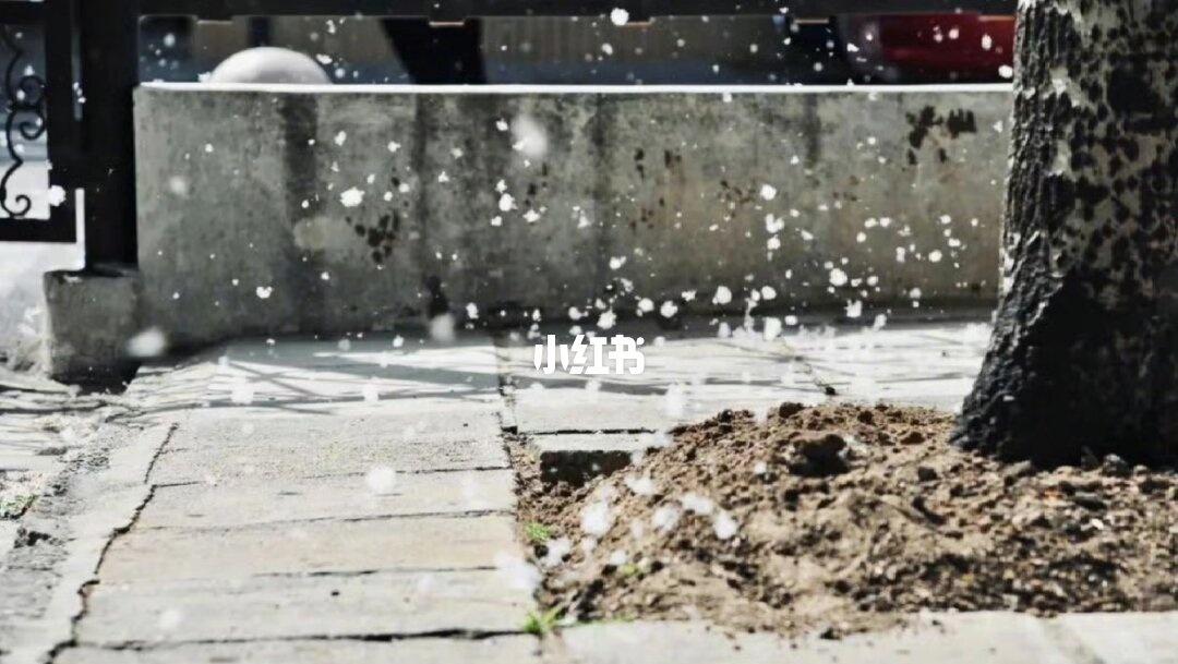 杨柳絮满天飞，你过敏了吗？