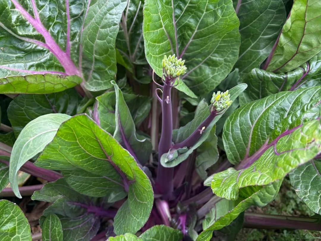 相传以宝通禅寺一带出产的品质最优，即有名的“洪山菜薹”。宝通禅寺内的“塔影田”“