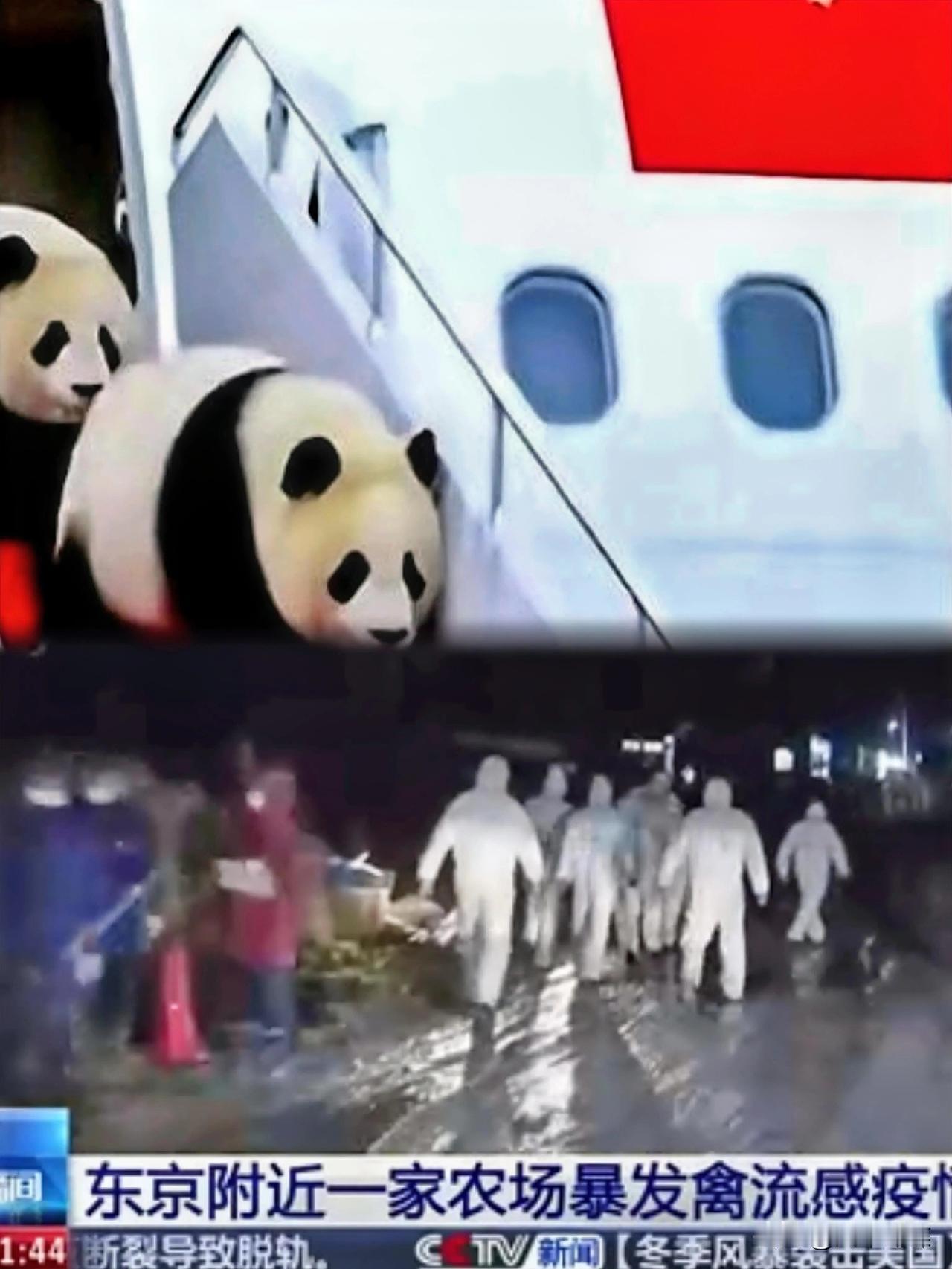 前脚国宝归国，
后脚日本禽流感暴发，
故土永远是最稳靠山！


大熊猫乘专机安稳