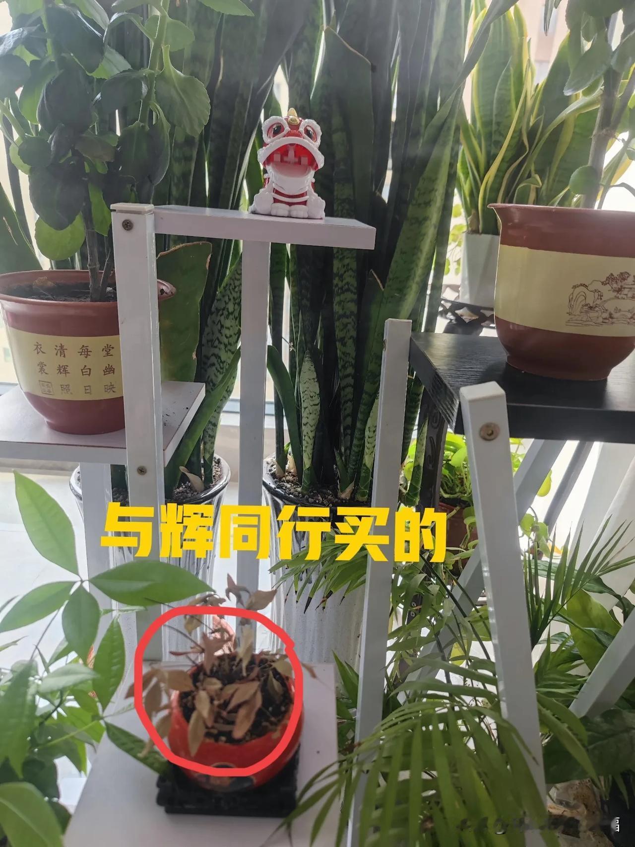 为什么你们在与辉同行买的花样的那么好？花开的也那么好？

这个花我因为养的不合适