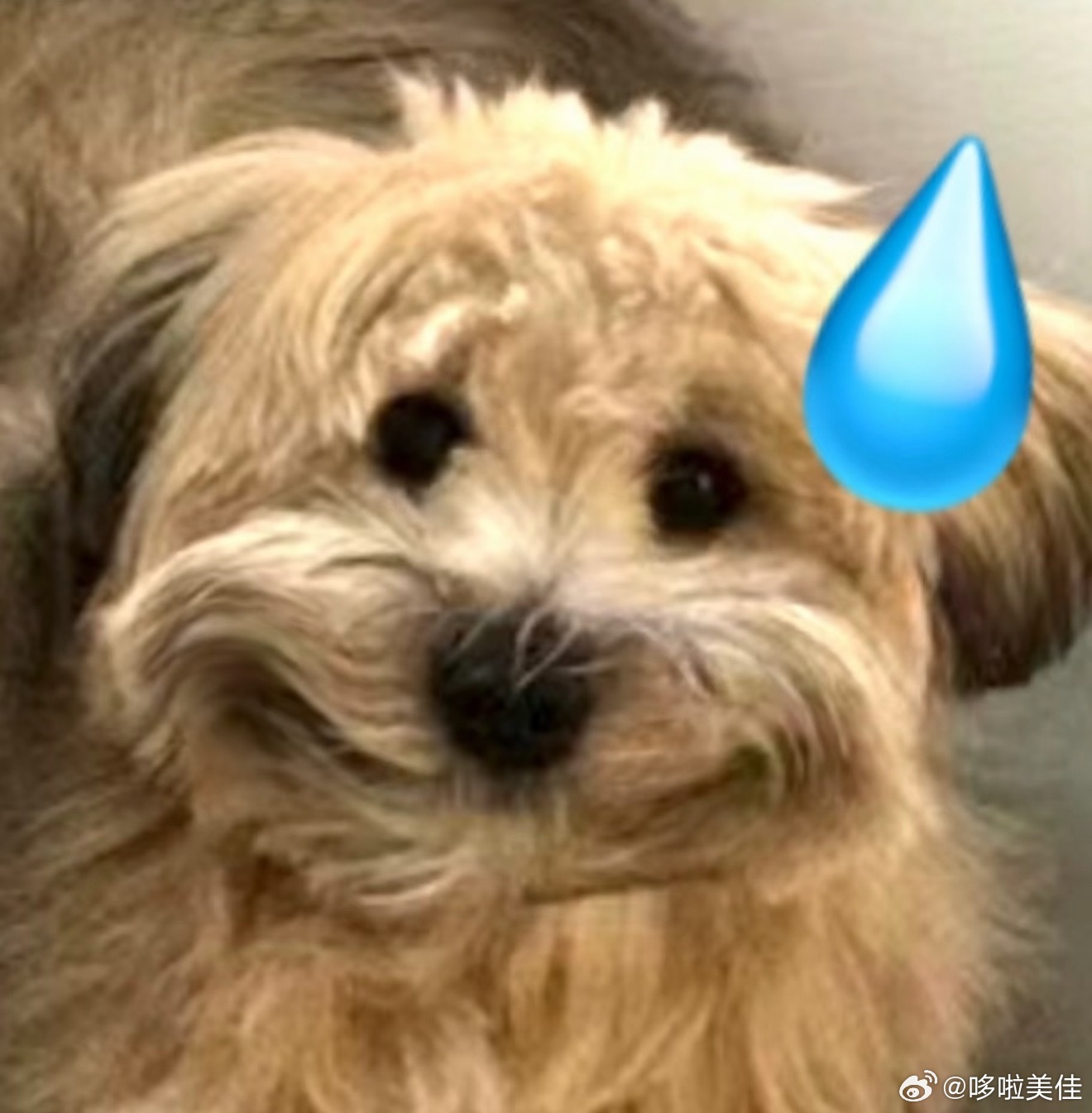 微信 朋友圈编辑微信朋友圈编辑功能一直呼声很高。毕竟有时候朋友圈有错别字但已经很