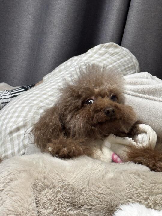 🐶：人！你挤到我了！！！