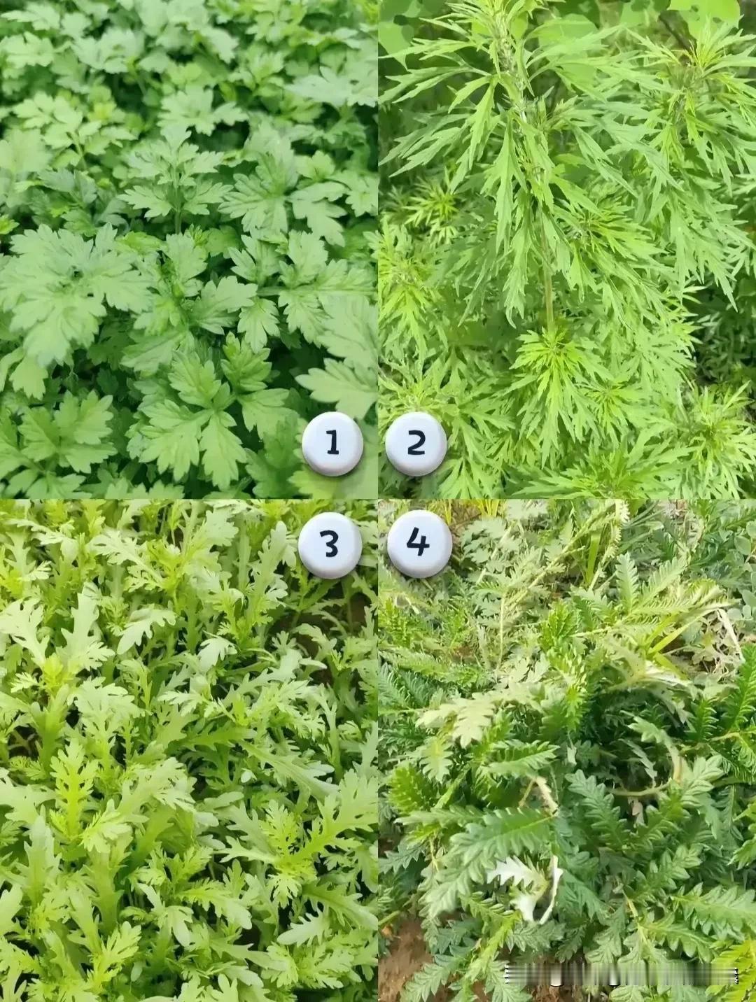 图中那个才是艾草，你能猜出来吗？你都知道图中的是什么吗？