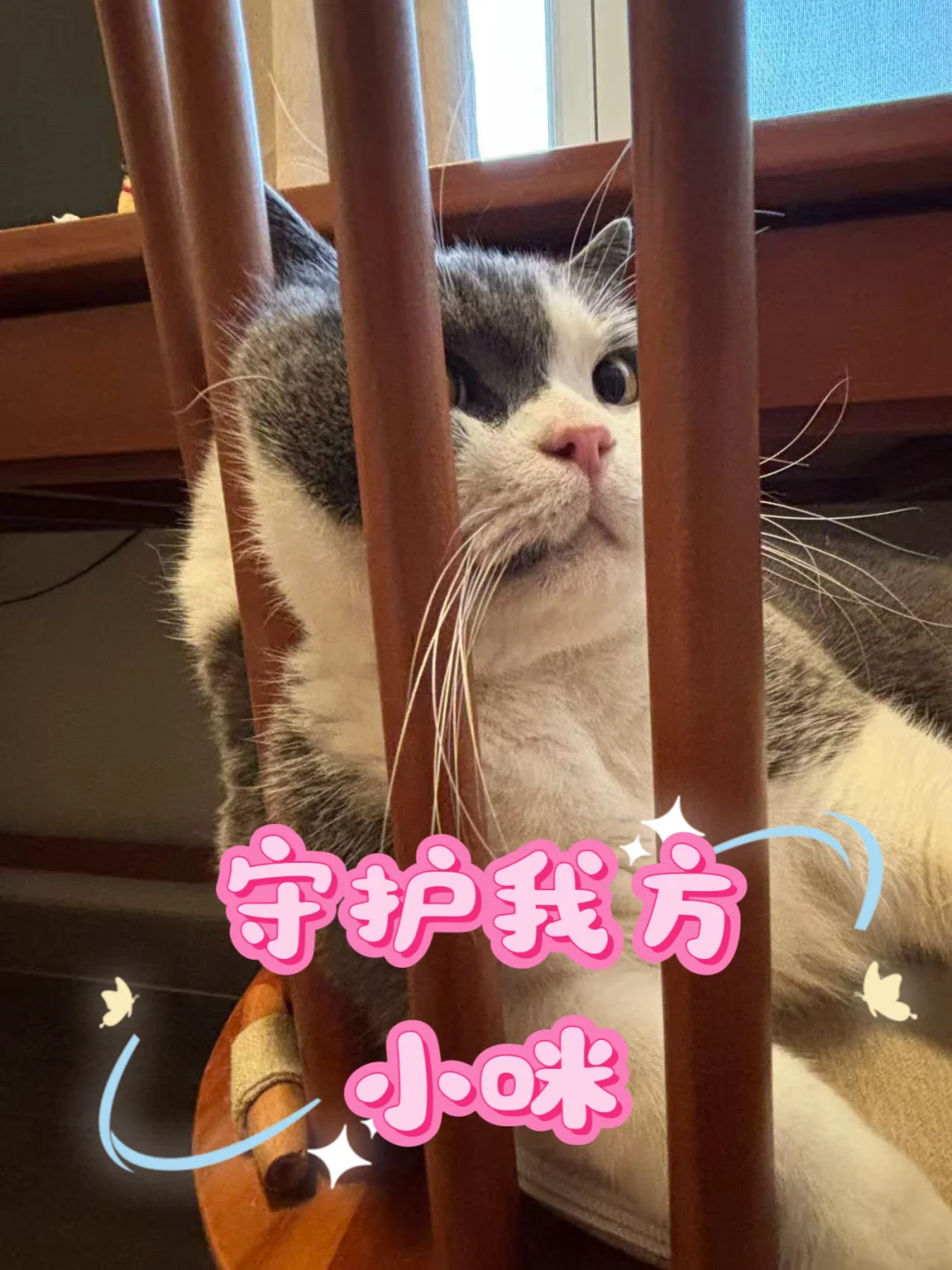 集合！保护我方咪宝！（猫三联疫苗联盟）