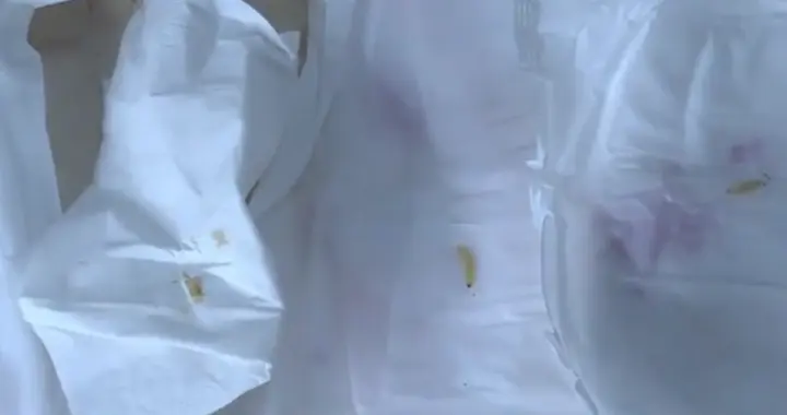 长沙宝妈称网购“拉拉裤”里现6条活虫：虫掉地上仍在爬，未拆封的也有虫在蠕动；厂家：包装被虫咬破钻入；