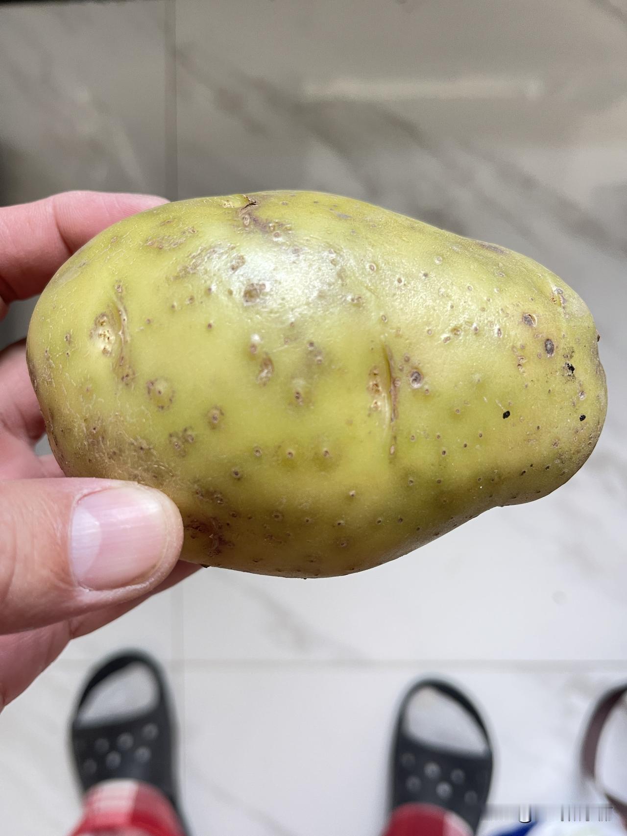 知道新土豆在家里放几天为什么会变绿吗？这种逐渐变绿的土豆能不能吃？
今天告诉你，