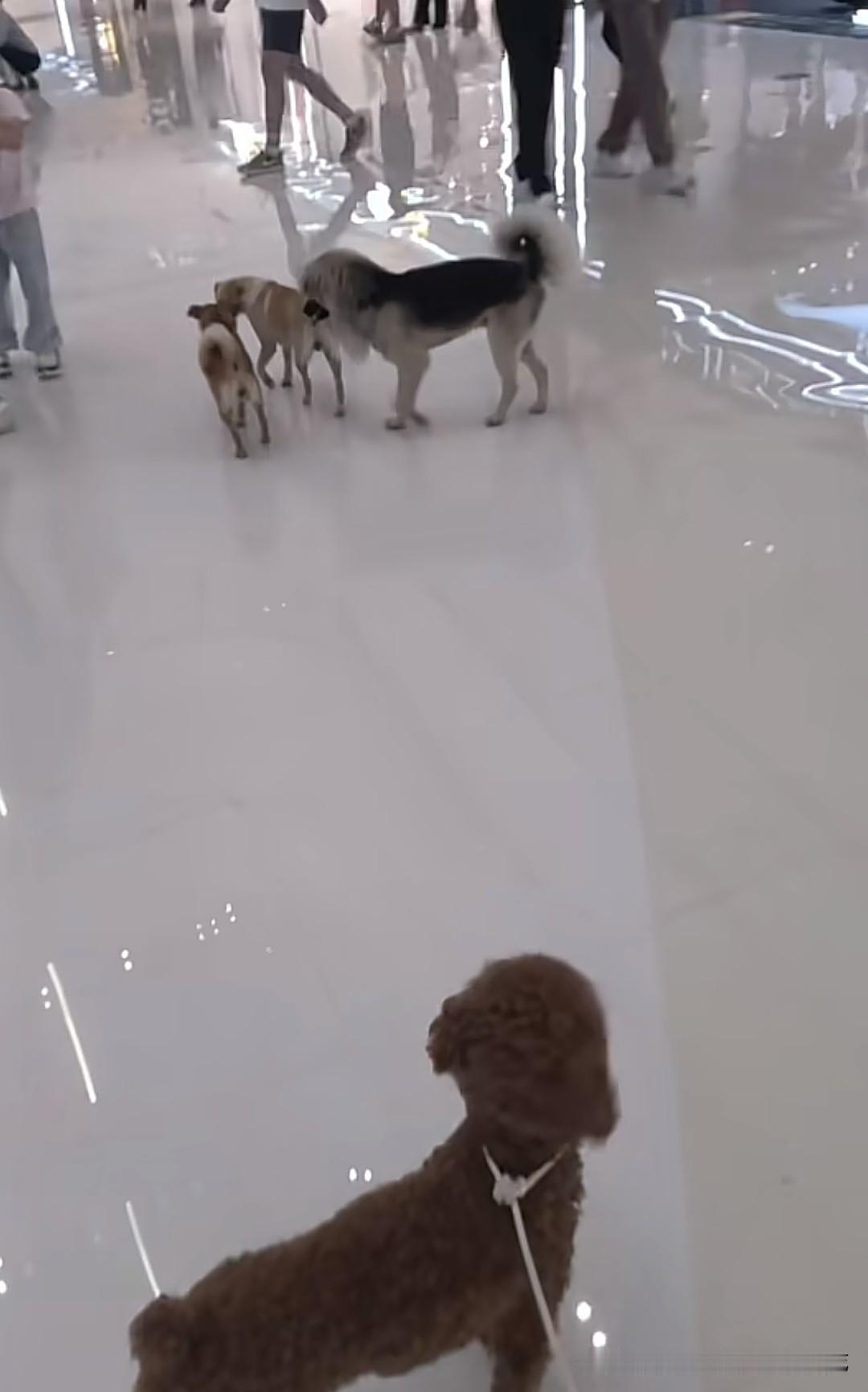 这是安徽一网友在本地商场拍到的一幕，很多网友直呼商场都成了狗窝了，怎么就没有人管