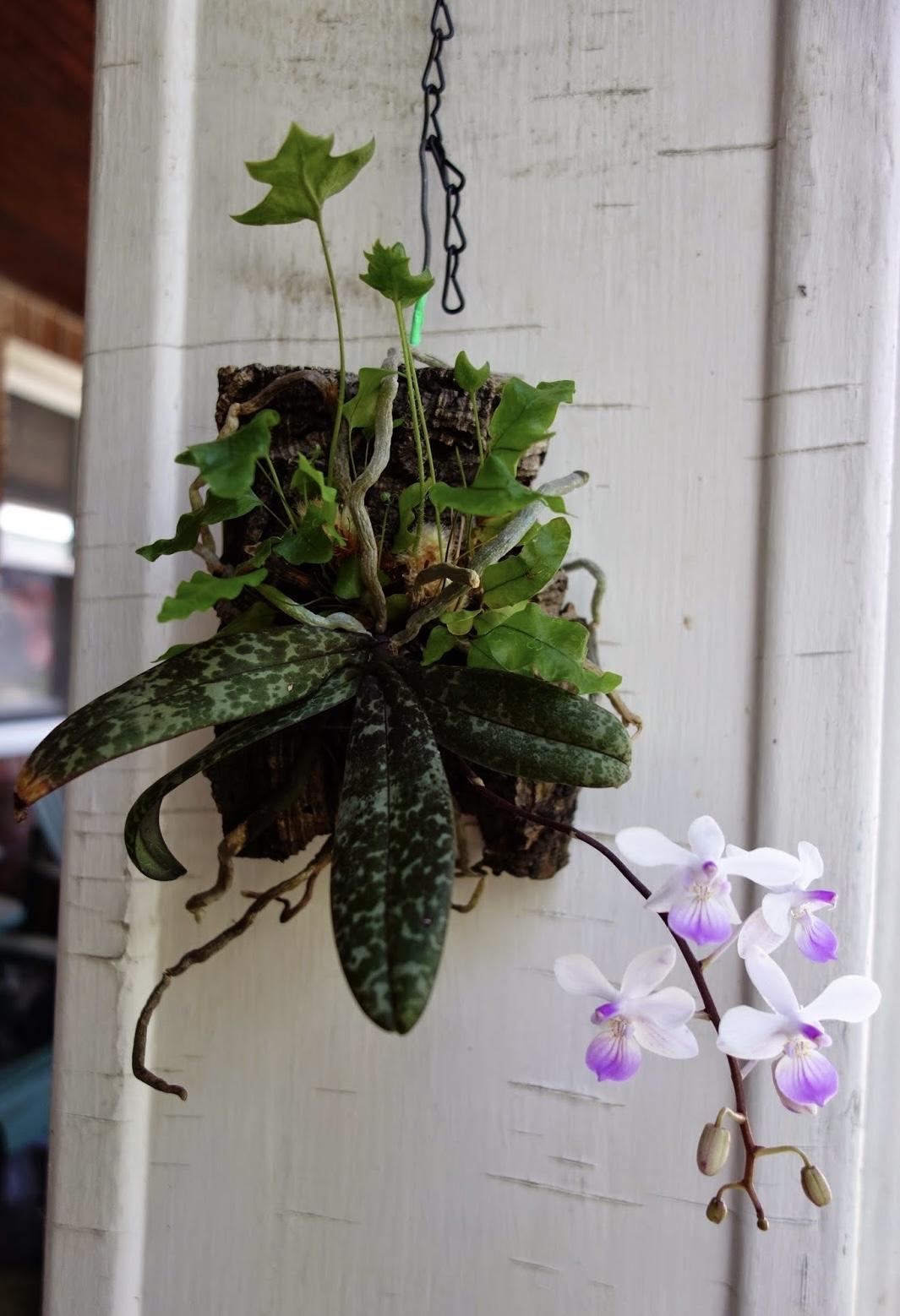 Phalaenopsis lindenii林登蝴蝶兰
原生产地
菲律宾吕宋岛北部