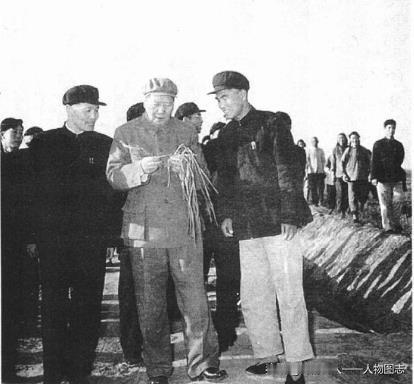 1959年4月13日下午，毛泽东仔细观看麦苗分蘖。