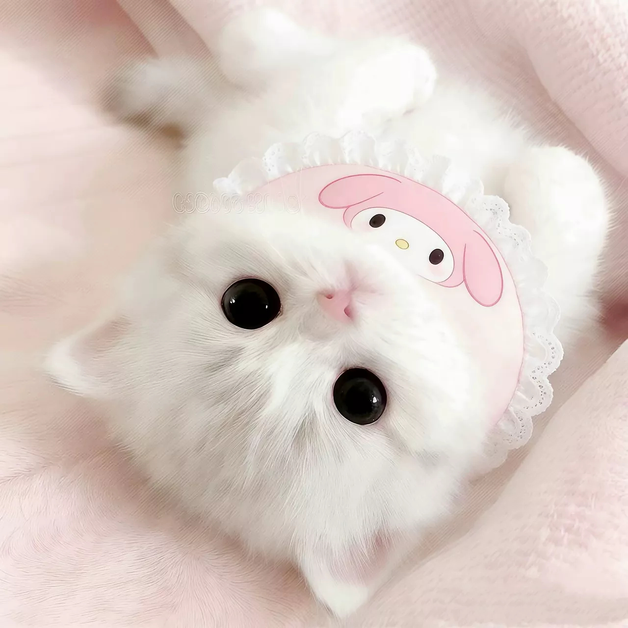 猫咪情头双人 情侣头像 