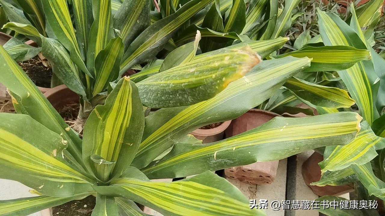 晒图笔记大赛健康的生活方式之一就是养花养草，即收获了花开的美丽，又体会了种植的辛