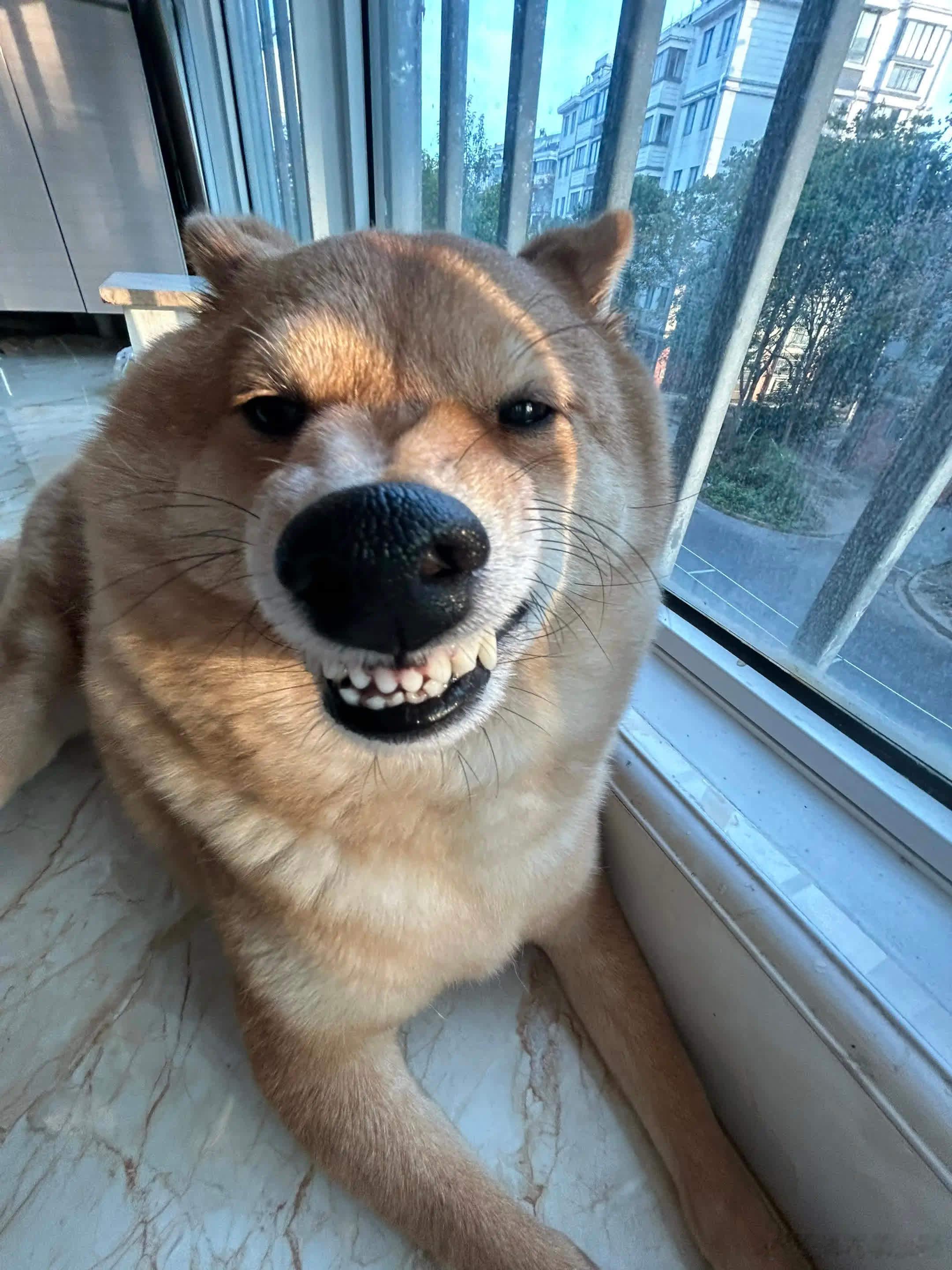 别对哥说6，哥会听成I  love  you萌宠宠物