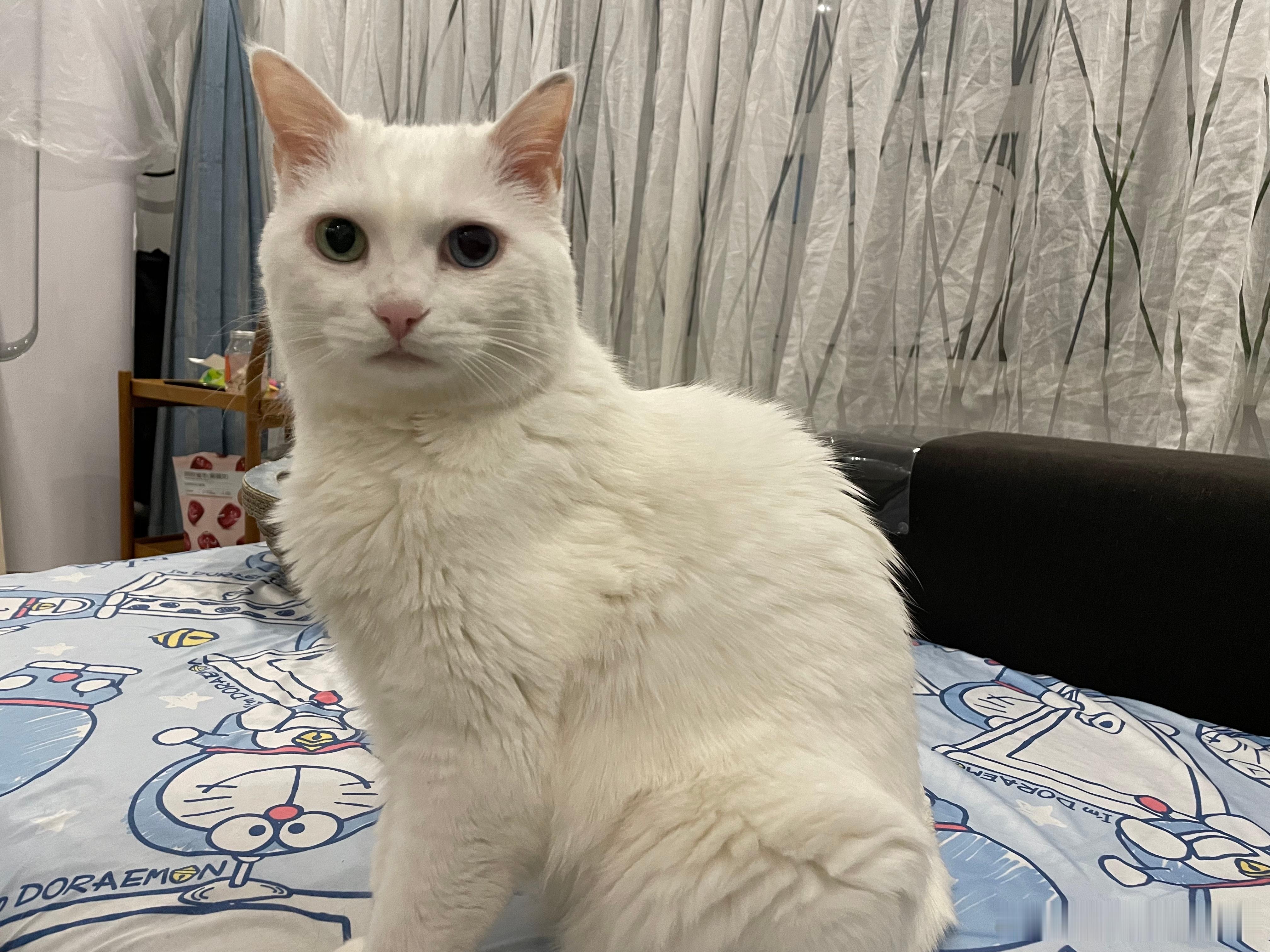 除夕当天新鲜出炉的猫，请尽情表达对我的羡慕和嫉妒。（注:保安猫在图一右下方） 