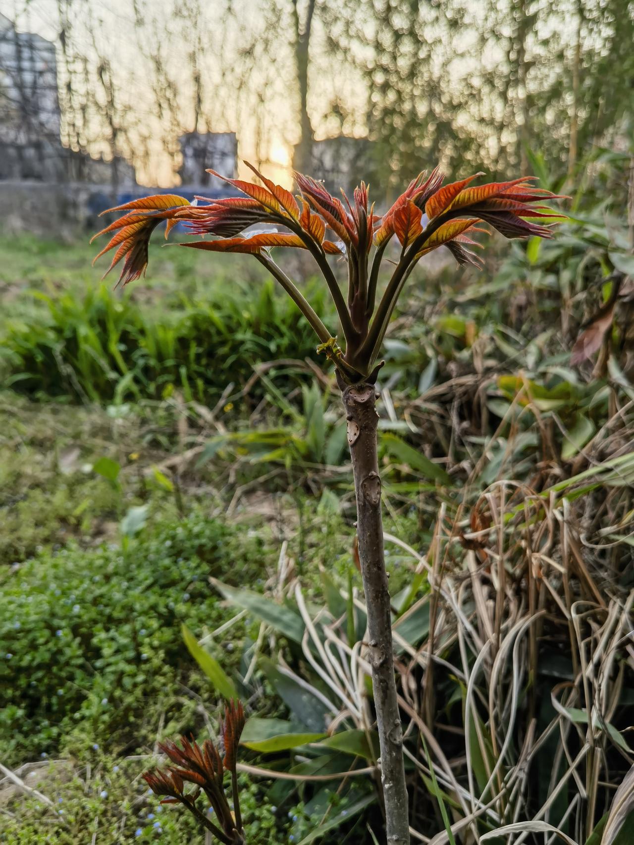 大地的香椿发芽了
 
风掠过田埂时
香椿便醒了
嫩红的芽尖顶着晚霞
从枯褐的枝桠